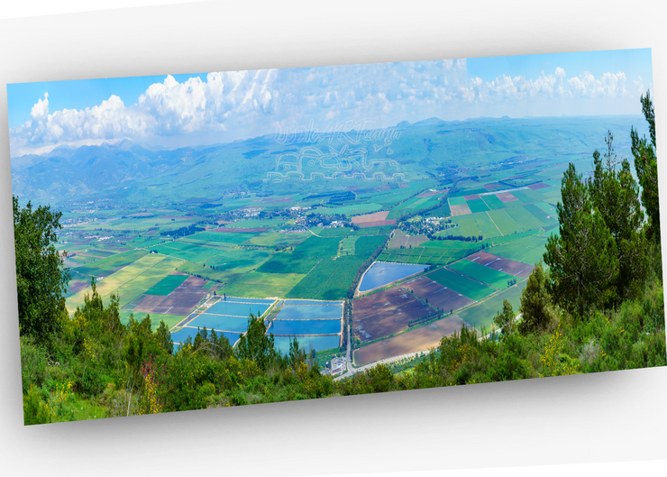 ISRAEL ART~Hula Valley Nature Reserve, Upper Galilee~