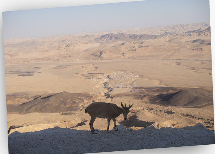 ISRAEL ARTNegev .. Southern Region Desert~