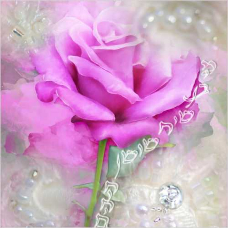 Rose for Callout Collection